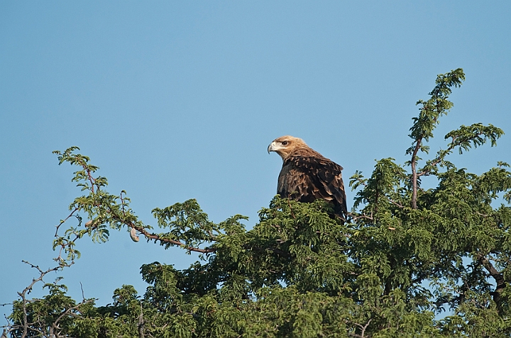 WAH021315.jpg - Rovørn (Tawny Eagle)