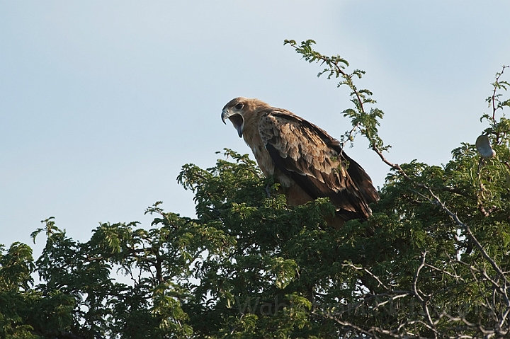 WAH021320.jpg - Rovørn (Tawny Eagle)