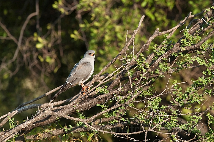 WAH021366.jpg - Somalisanghøg (Gabar Goshawk)