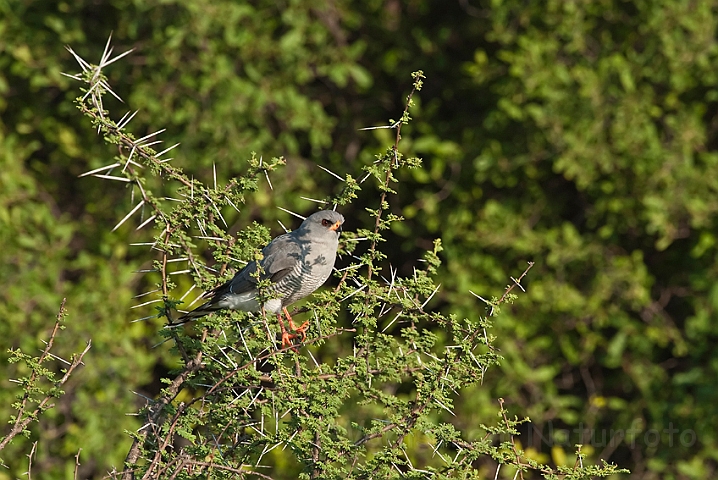 WAH021368.jpg - Somalisanghøg (Gabar Goshawk)