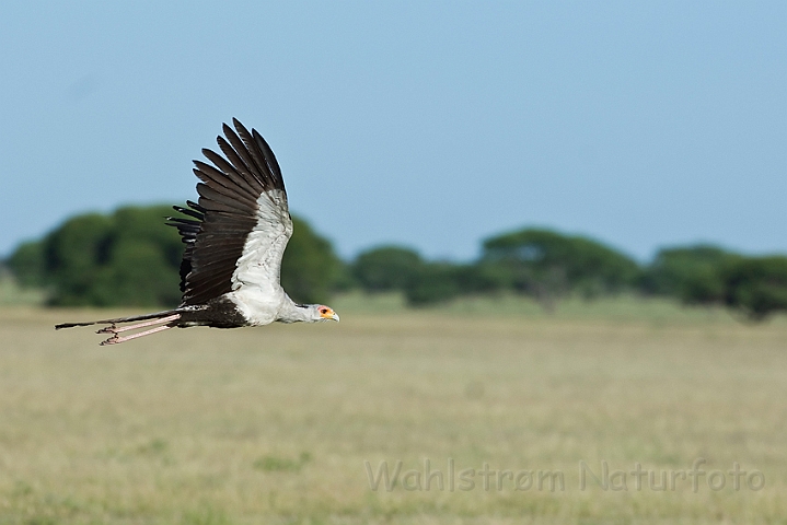 WAH021600.jpg - Sekretærfugl (Secretarybird)