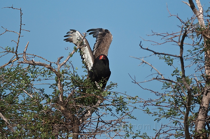 WAH021611.jpg - Gøglerørn (Bateleur)