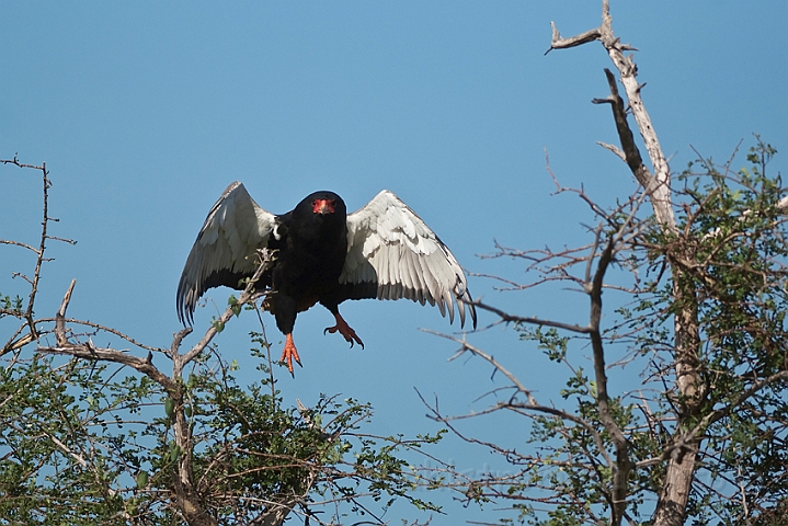 WAH021612.jpg - Gøglerørn (Bateleur)