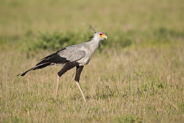 WAH021988.jpg - Sekretærfugl (Secretarybird)