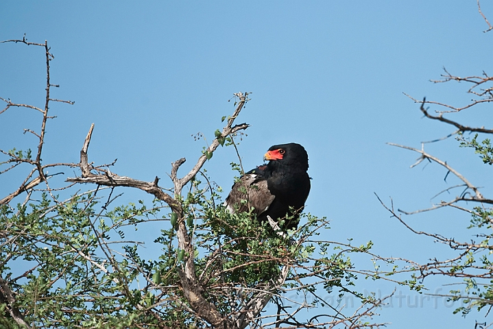 WAH022004.jpg - Gøglerørn (Bateleur)