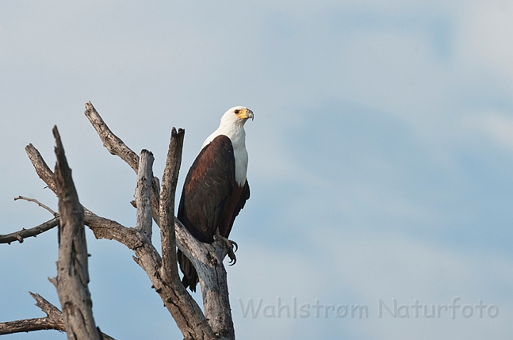 WAH022059.jpg - Afrikansk Flodørn  (African Fish Eagle)