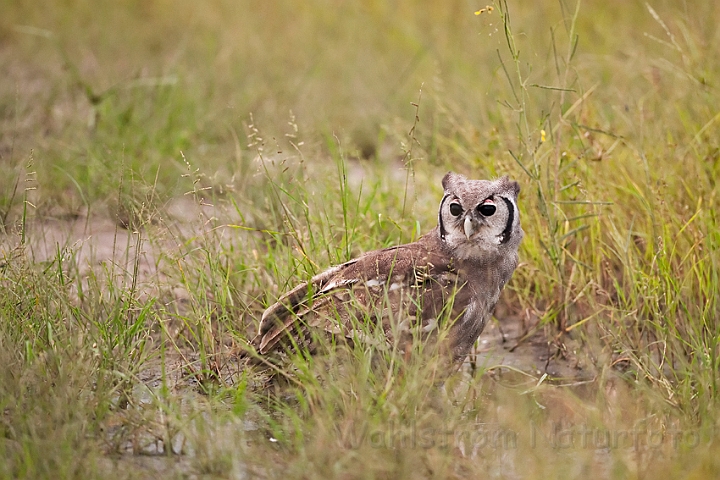 WAH022357.jpg - Verreaux's hornugle (Verreaux's Eagle Owl)