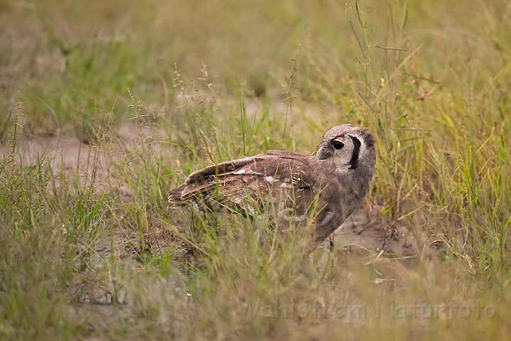 WAH022359.jpg - Verreaux's hornugle (Verreaux's Eagle Owl)