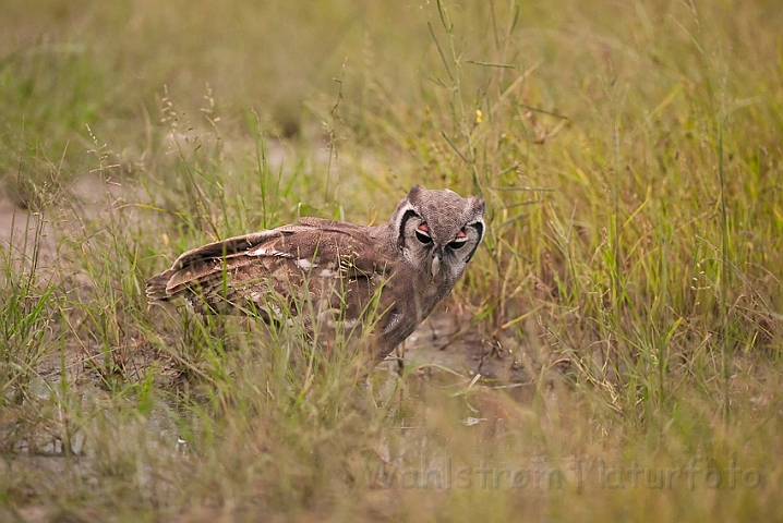 WAH022360.jpg - Verreaux's hornugle (Verreaux's Eagle Owl)