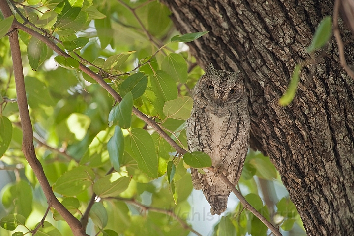 WAH022555.jpg - Afrikansk dværghornugle (African Scops Owl)