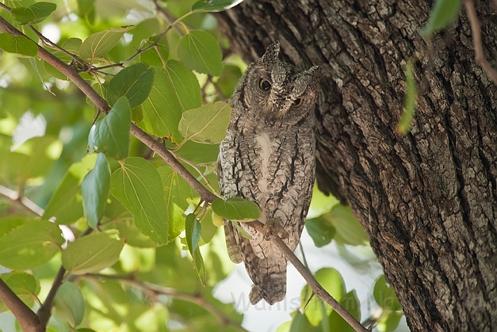 WAH022559.jpg - Afrikansk dværghornugle (African Scops Owl)