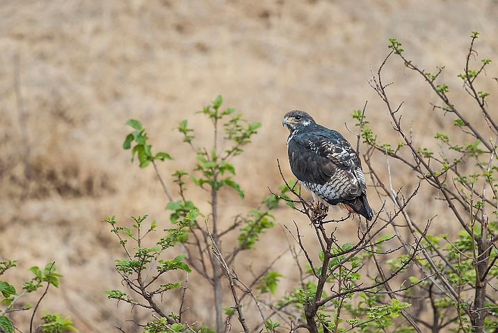 WAH024744.jpg - Augurmusvåge (Augur Buzzard)