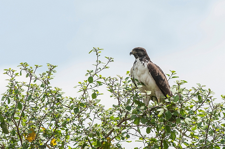 WAH024763.jpg - Kampørn (Martial Eagle)