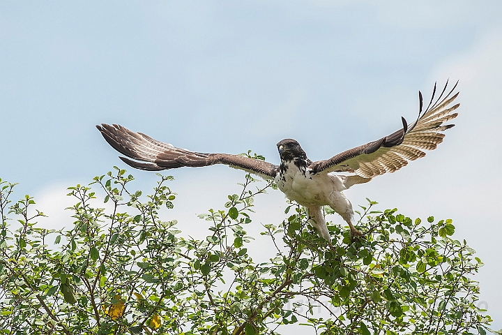 WAH024764.jpg - Kampørn (Martial Eagle)