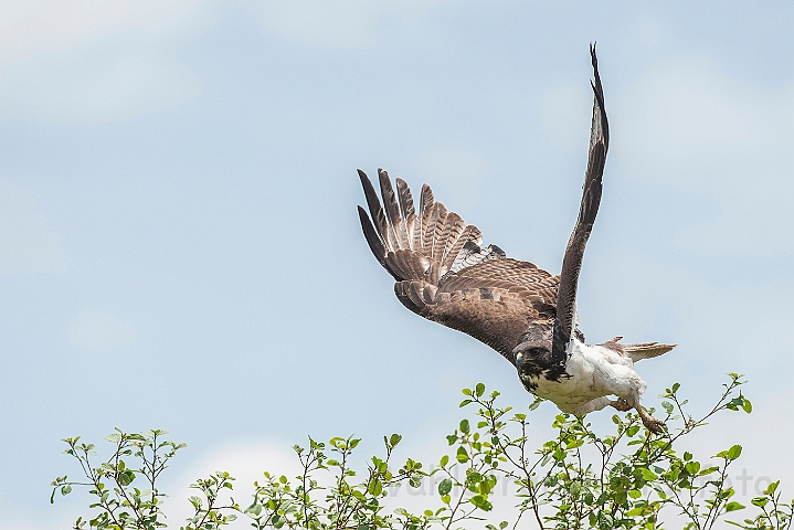 WAH024765.jpg - Kampørn (Martial Eagle)