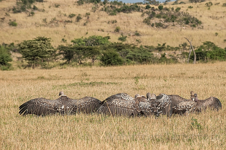 WAH024790.jpg - Rüppells Grib (Ruppell's Vulture)