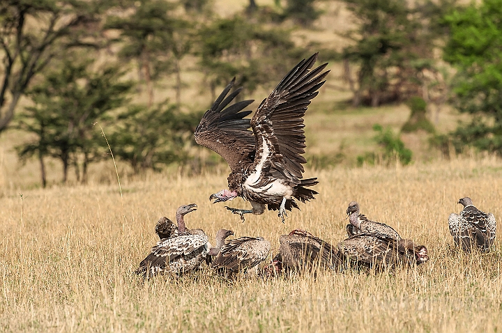 WAH024792.jpg - Øregrib (Nubian Vulture)