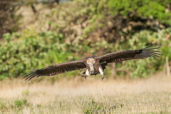 WAH024870.jpg - Rüppells Grib (Ruppell's Vulture)