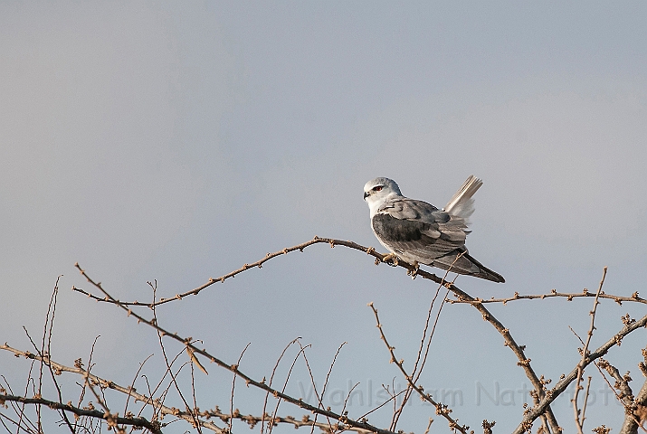 WAH025127.jpg - Blå glente (Black-shouldered Kite)