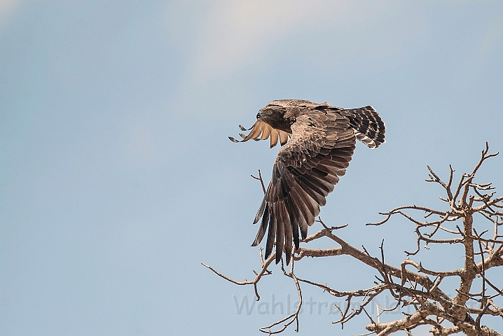 WAH025135.jpg - Brun slangeørn (Brown Snake Eagle)