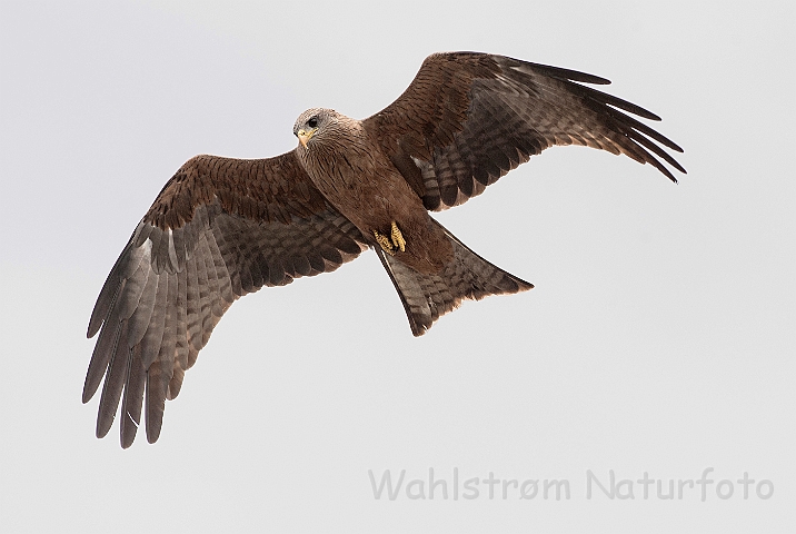 WAH025164.jpg - Sort glente (Black Kite)