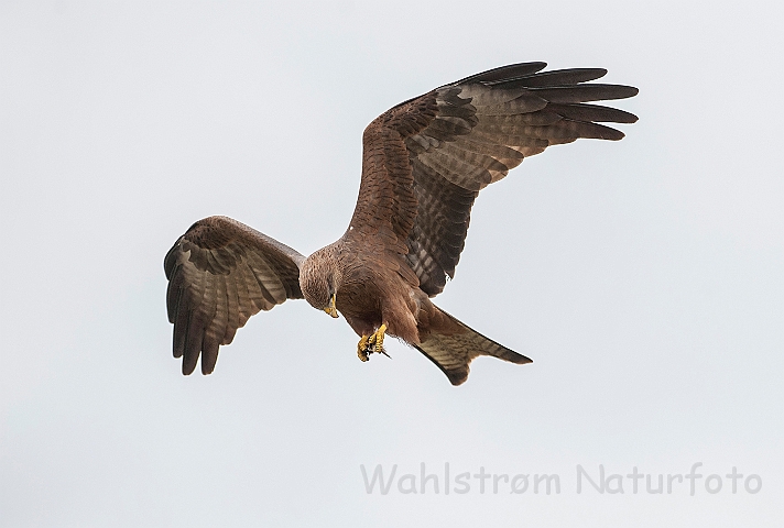 WAH025166.jpg - Sort glente (Black Kite)