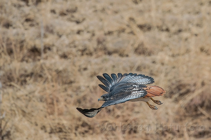 WAH025180.jpg - Augurmusvåge (Augur Buzzard)