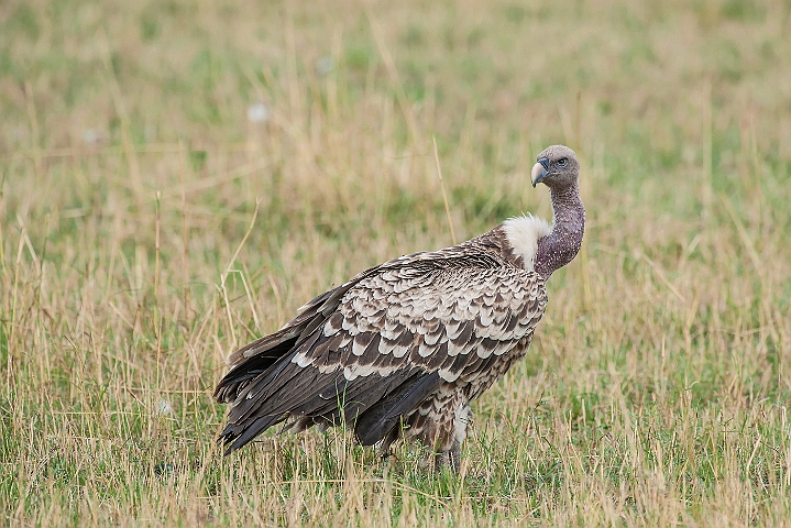 WAH025184.jpg - Rüppells Grib (Ruppell's Vulture)