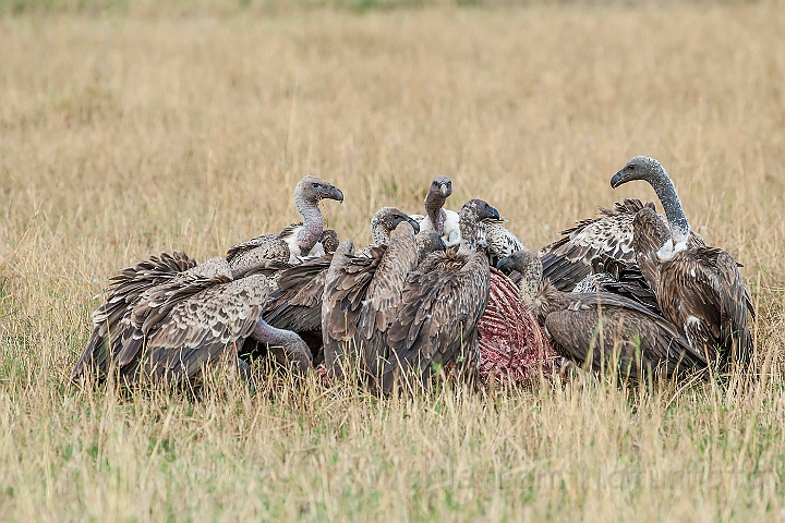 WAH025191.jpg - Rüppells Gribbe (Ruppell's Vultures)