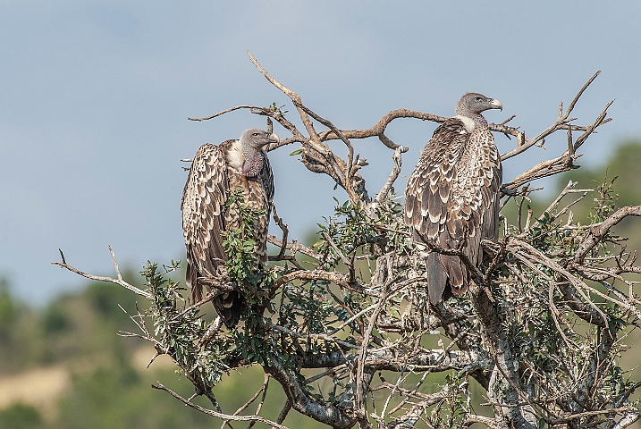 WAH025203.jpg - Rüppells Gribbe (Ruppell's Vultures)