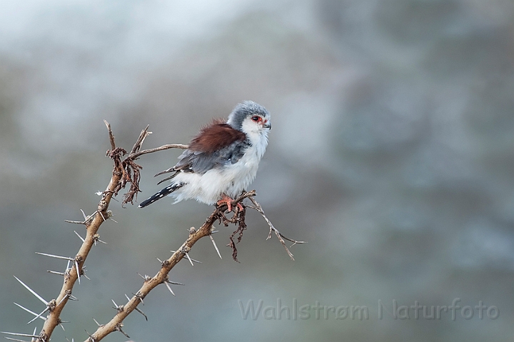 WAH025257.jpg - Pygmæ falk, hun (Pygmy Falcon, female)