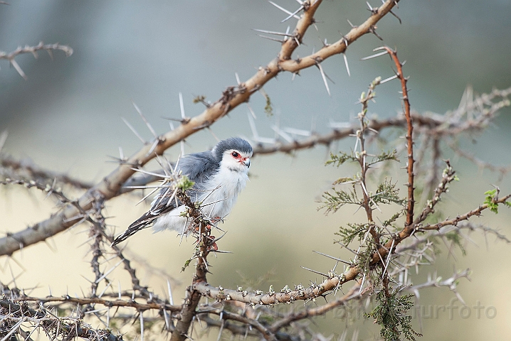 WAH025259.jpg - Pygmæ falk, han (Pygmy Falcon, male)