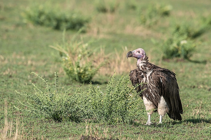 WAH025275.jpg - Øregrib (Nubian Vulture)