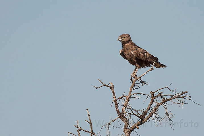 WAH025283.jpg - Brun slangeørn (Brown Snake Eagle)