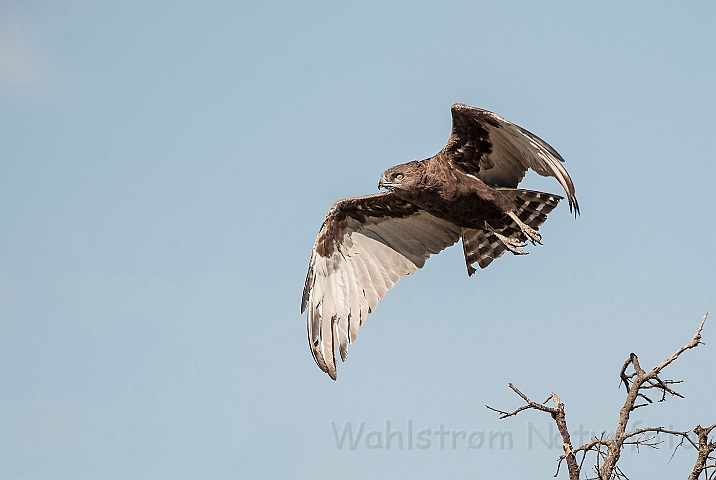 WAH025284.jpg - Brun slangeørn (Brown Snake Eagle)