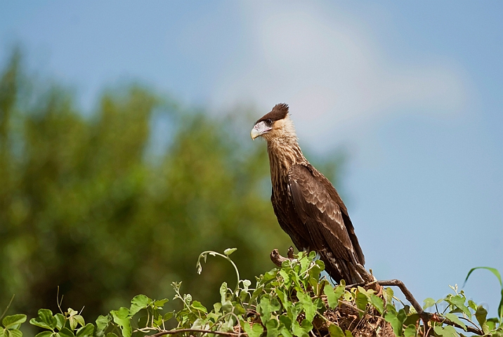 WAH019884.jpg - Stribet gribbefalk (Southern Crested Caracara )