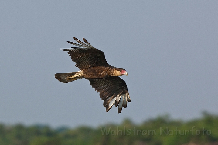 WAH019948.jpg - Stribet gribbefalk (Southern Crested Caracara )