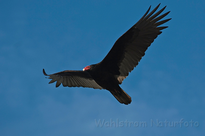 WAH020484.jpg - Kalkungrib (Turkey Vulture)