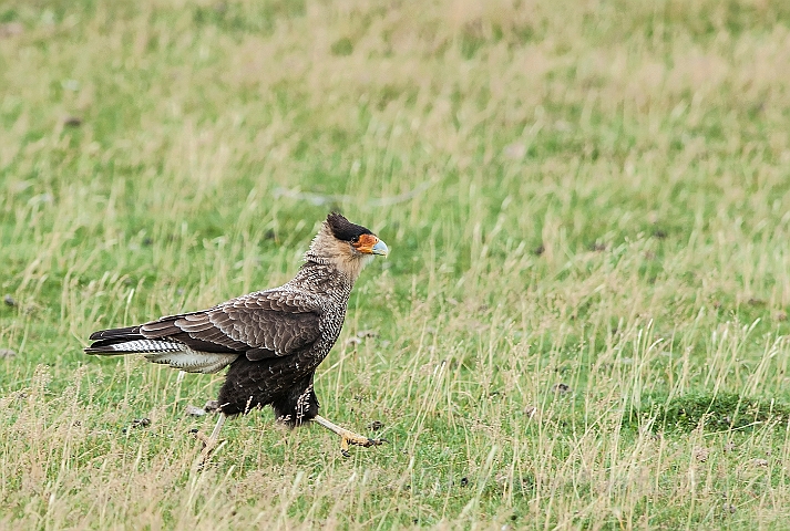 WAH025781.jpg - Toppet gribbefalk (Crested Caracara)