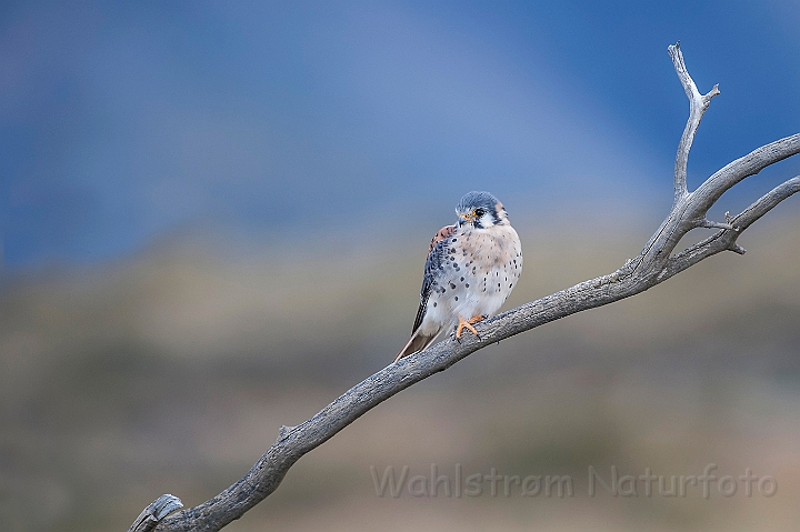 WAH025819.jpg - Amerikansk tårnfalk (American Kestrel)