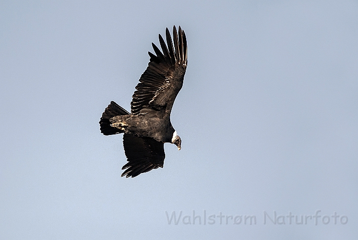 WAH025858.jpg - Andes Condor (Andean Condor)