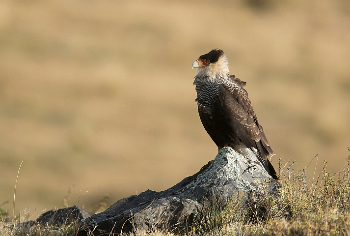 WAH025958.jpg - Toppet gribbefalk (Crested Caracara)