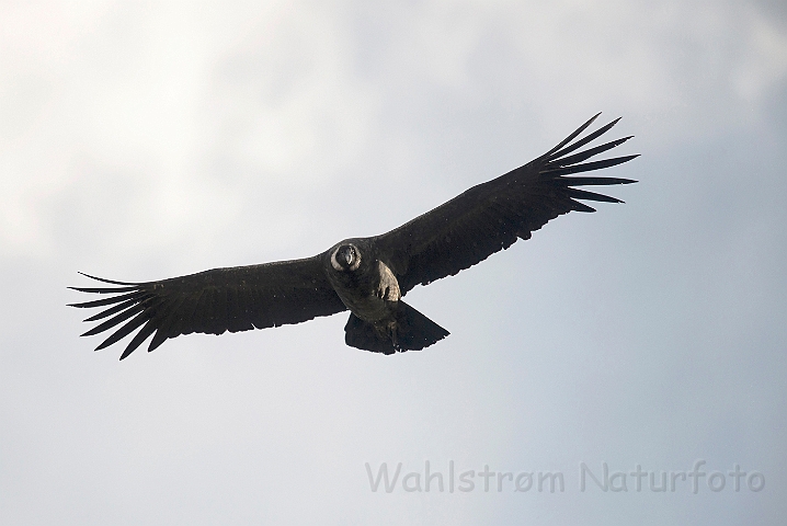 WAH025959.jpg - Andes Condor (Andean Condor)