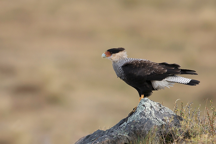 WAH025964.jpg - Toppet gribbefalk (Crested Caracara)