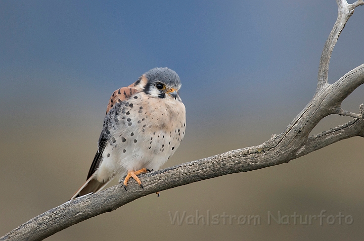 WAH025974.jpg - Amerikansk tårnfalk (American Kestrel)