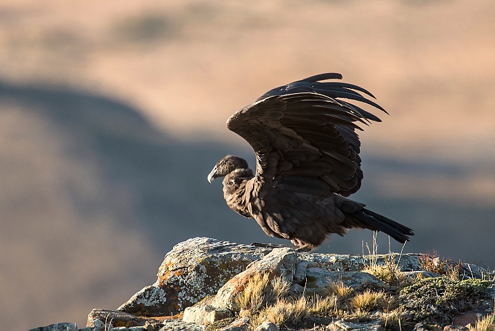 WAH026074.jpg - Juvenil Andes Condor (Juvenile Andean Condor)