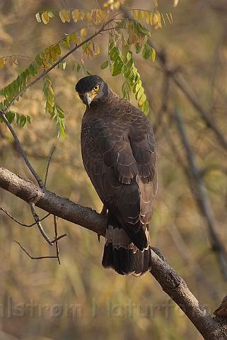 WAH011416.jpg - Toppet slangeørn (Crested Serpent Eagle), Indien