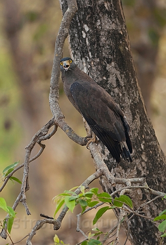 WAH011418.jpg - Toppet slangeørn (Crested Serpent Eagle), Indien