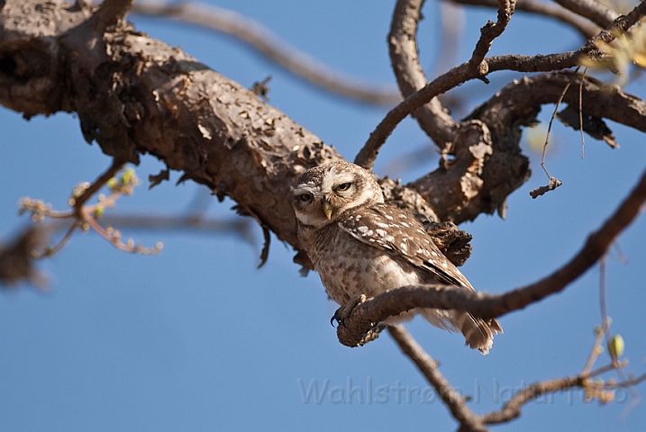 WAH016496.jpg - Indisk kirkeugle/Plettet minervaugle (Spotted Owlet)