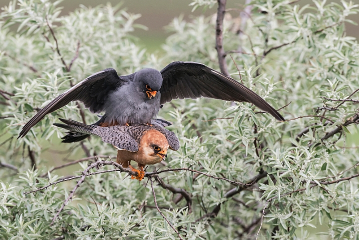 WAH027951.jpg - Aftenfalke (Red-footed Falcons)